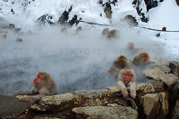 Red-faced macaque