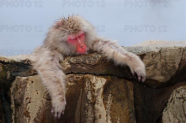 Red-faced macaque