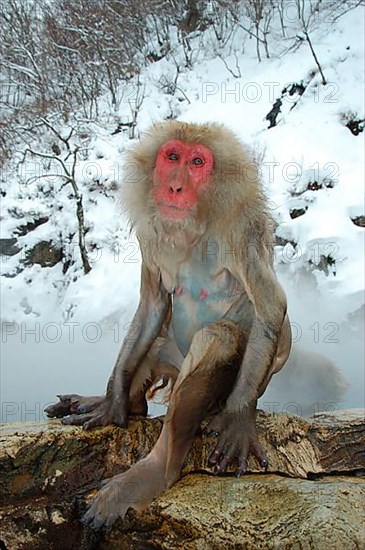 Red-faced macaque