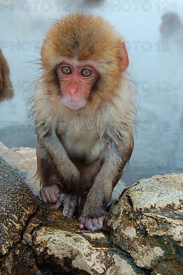 Red-faced macaque