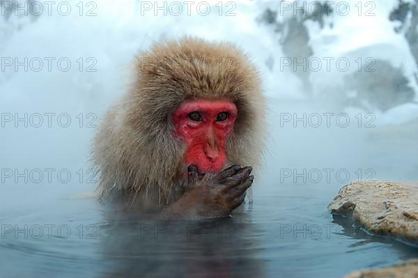 Red-faced macaque