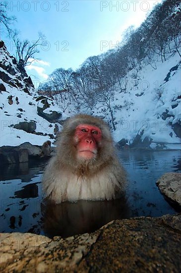 Red-faced macaque