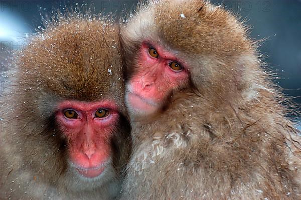 Red-faced macaque