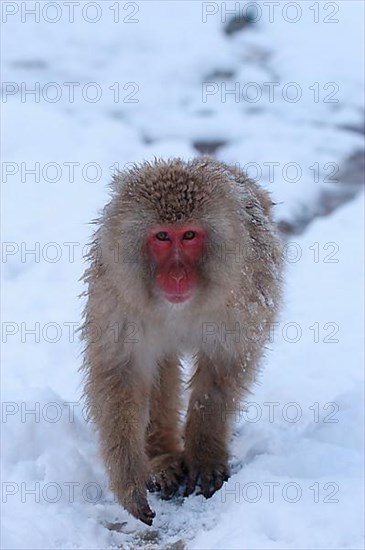 Red-faced macaque