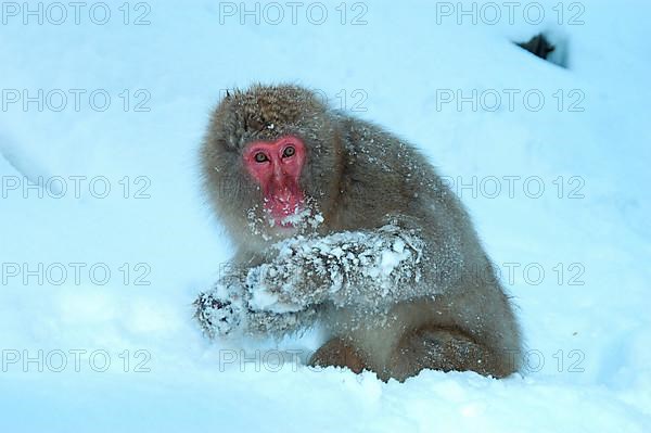 Red-faced macaque