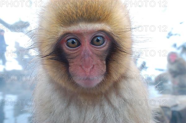 Red-faced macaque