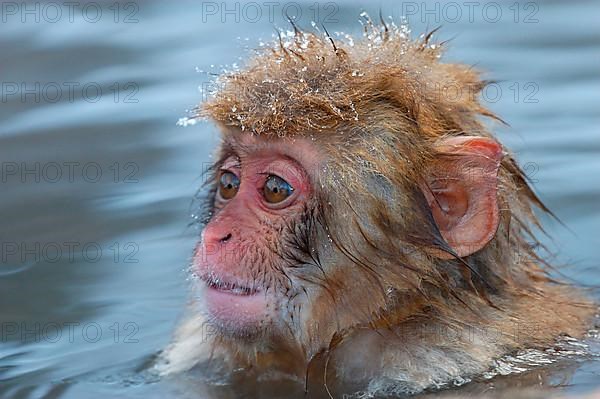 Red-faced macaque