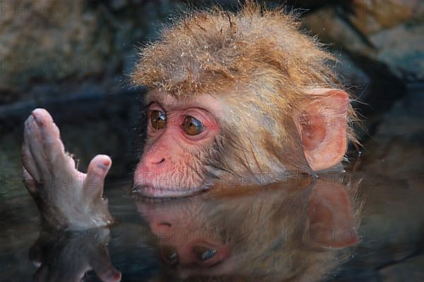 Red-faced macaque