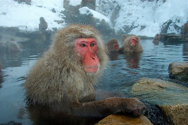 Red-faced macaque