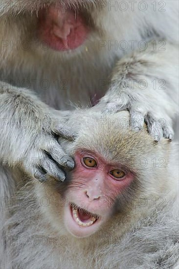 Red-faced macaque