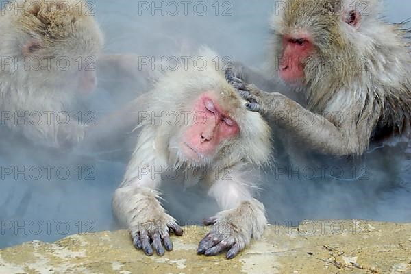 Red-faced macaque