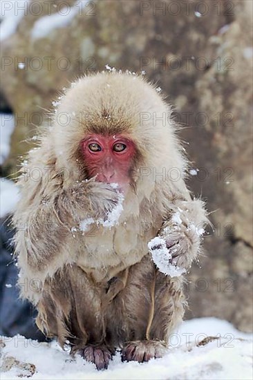 Red-faced macaque