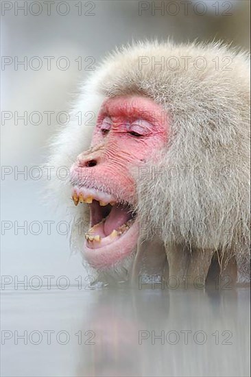 Red-faced macaque