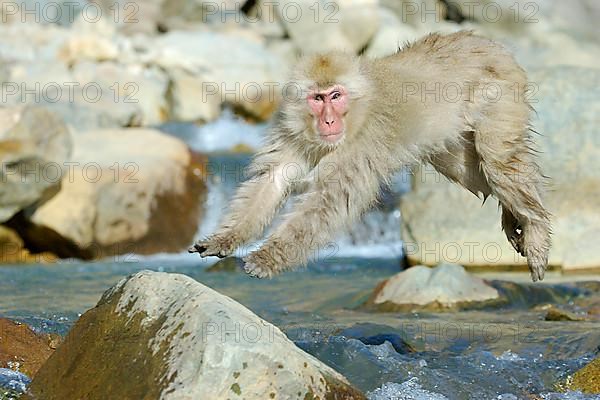 Red-faced macaque