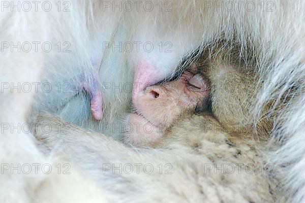 Red-faced macaque