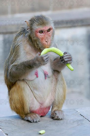 Rhesus macaque