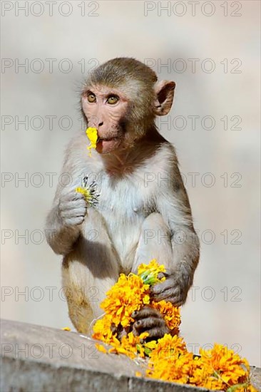 Rhesus macaque