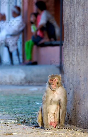 Rhesus macaque