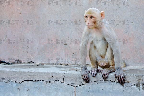 Rhesus macaque