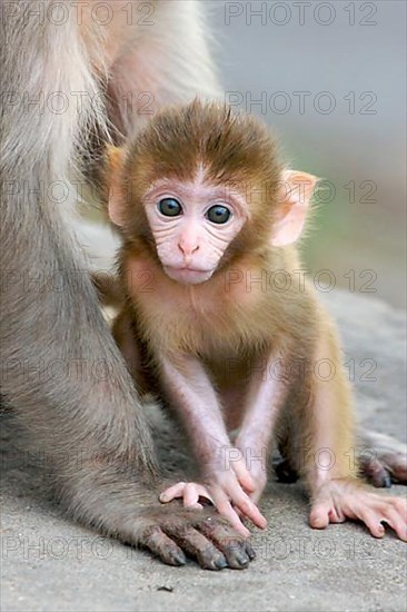 Rhesus macaque