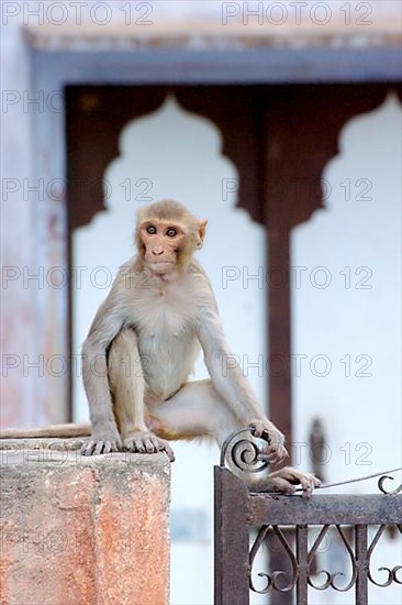 Rhesus macaque