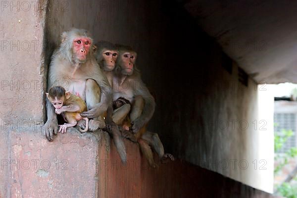 Rhesus macaque