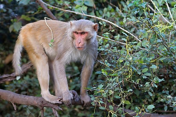 Rhesus macaque