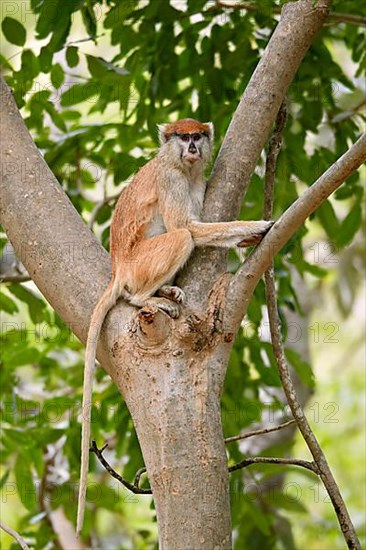 Patas monkey