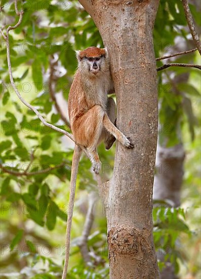 Patas monkey