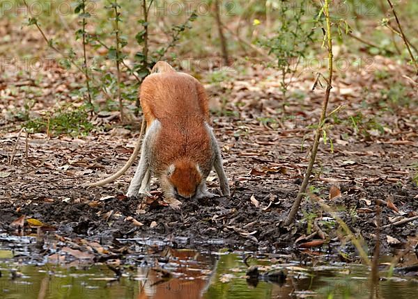 Patas monkey