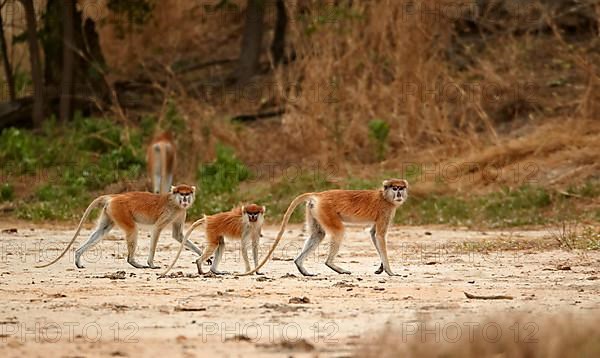 Patas monkey