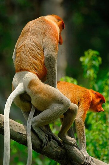 Proboscis Monkey