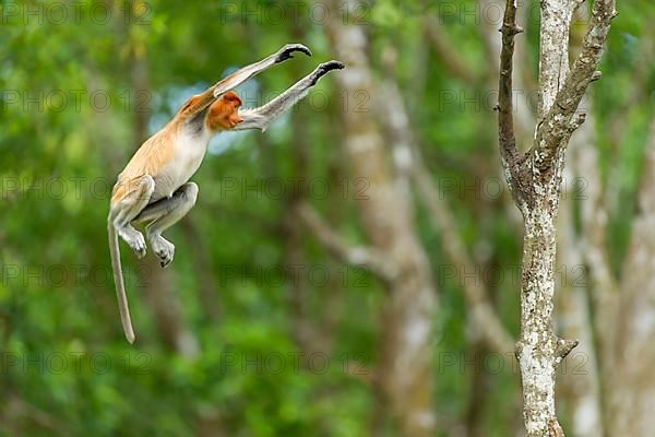 Proboscis monkey