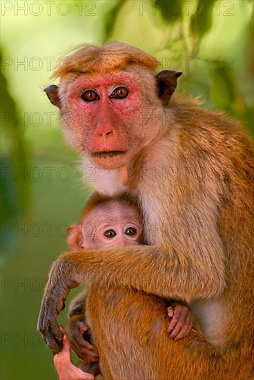 Toque Macaque