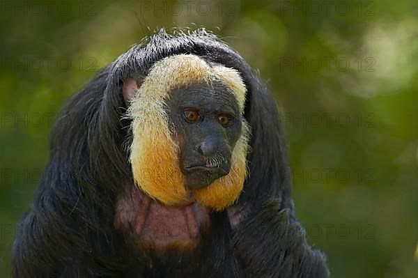 White-faced Saki