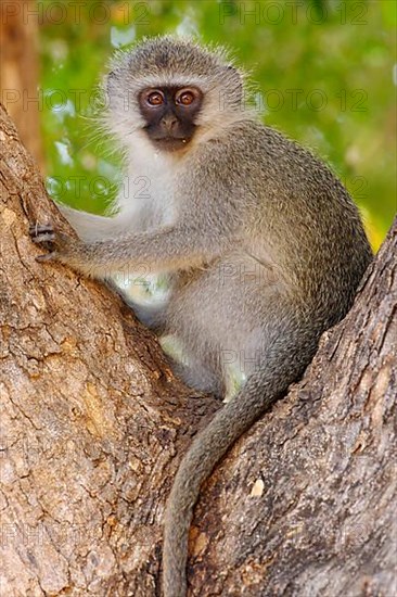 Vervet Monkey