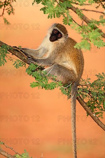 Vervet monkey