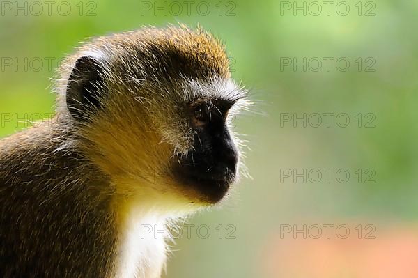 Vervet monkey