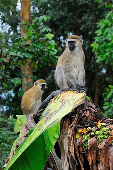 Vervet monkey