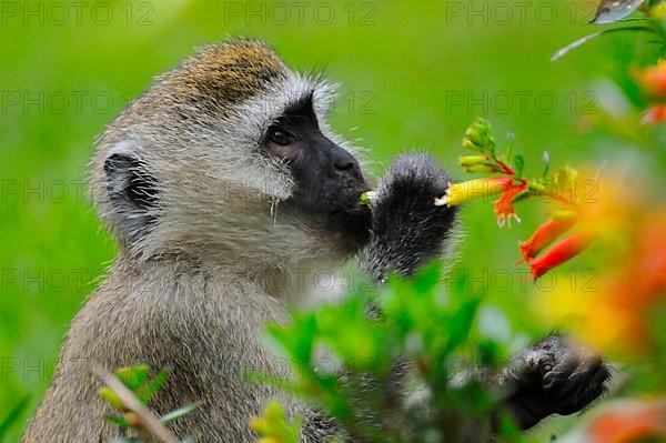 Vervet monkey