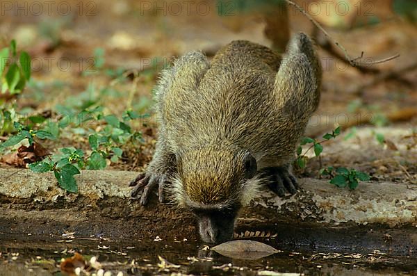 Green vervet monkey