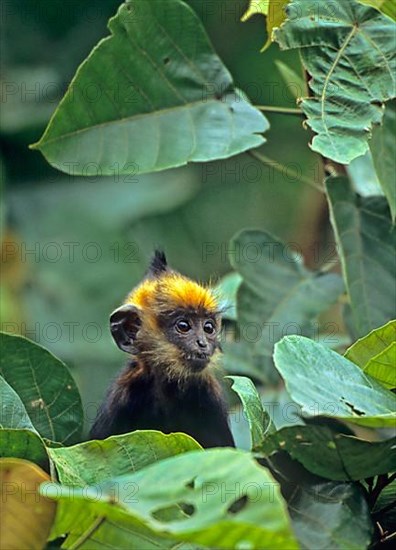 Delacour's black langur