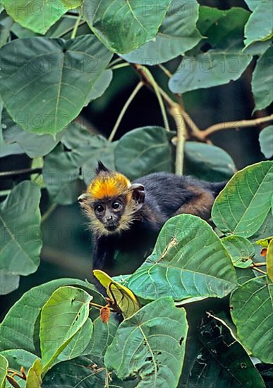 Delacour's black langur