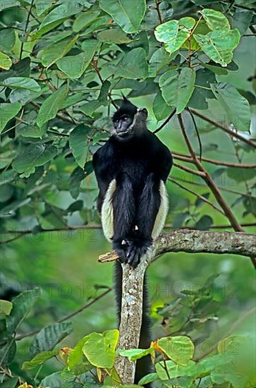 Delacour's Black Langur