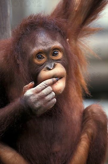 Orang bornean orangutan