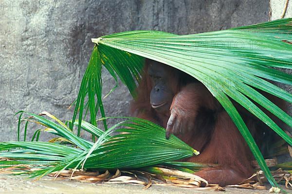 Orang bornean orangutan