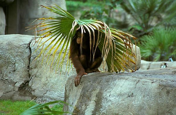 Orang bornean orangutan