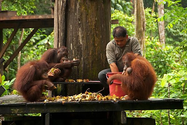 Bornean Orang-utan adults