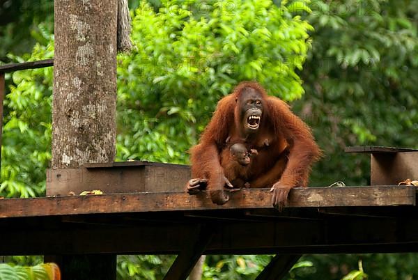 Bornean Orang-utan adult