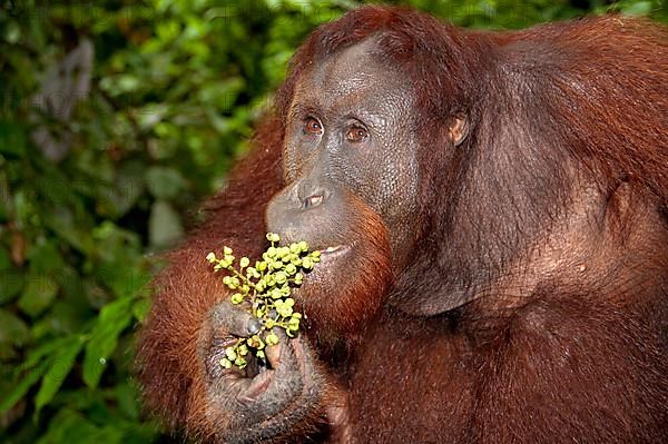 Bornean Orang-utan adult